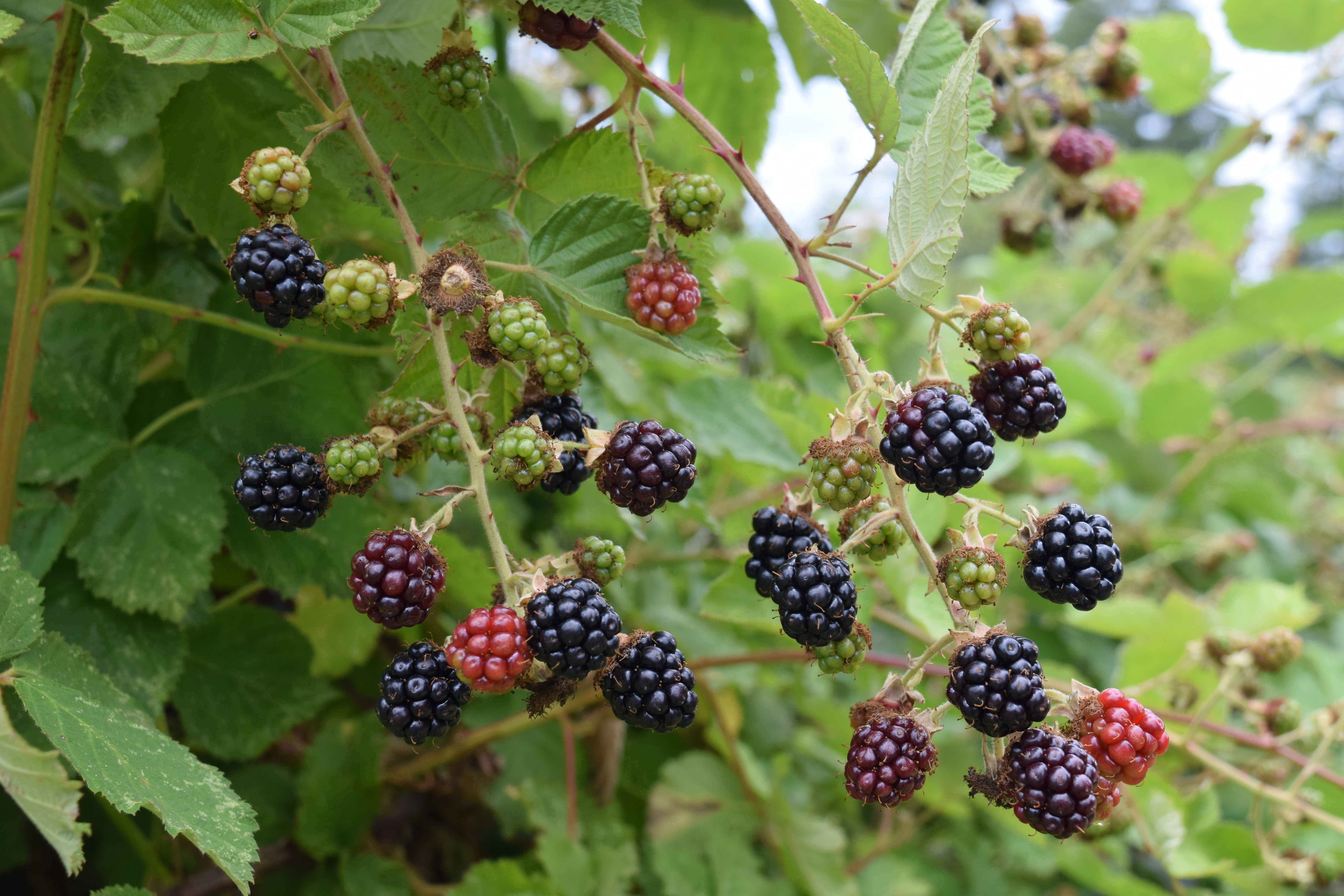 What Are Considered Noxious Weeds